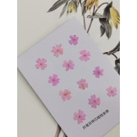 美女櫻-粉紅-押花花材