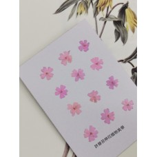 美女櫻-粉紅-押花花材