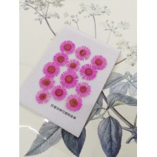 白針菊-粉紅色-押花花材