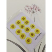 白針菊-黃色