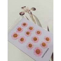 白針菊-淡粉紅色-押花花材