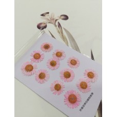 白針菊-淡粉紅色-押花花材