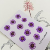 白針菊-紫色-押花花材