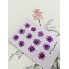 白針菊-紫色-押花花材