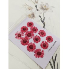 白針菊-紅色-押花花材