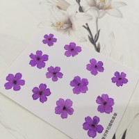 美女櫻-淡紫色-押花花材