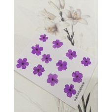 美女櫻-淡紫色-押花花材