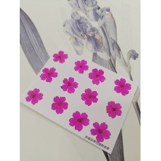 美女櫻-亮桃紅色-押花花材