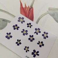 美女櫻-原色藍-押花花材