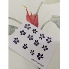 美女櫻-原色藍-押花花材