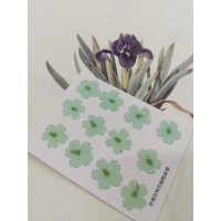 美女櫻-淺天藍色-押花花材