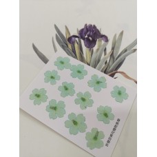 美女櫻-淺天藍色-押花花材