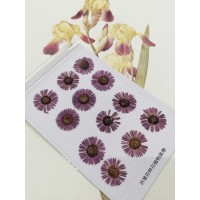 白針菊-暗紫色-押花花材