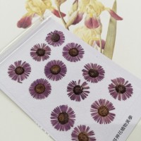 白針菊-暗紫色-押花花材