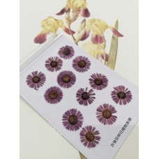 白針菊-暗紫色-押花花材