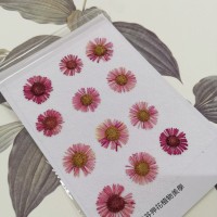 白針菊-暗紅色-押花花材