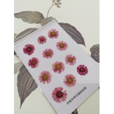 白針菊-暗紅色-押花花材