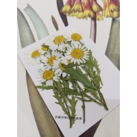 白晶菊-白色帶葉