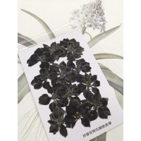 千鳥-黑色-押花花材