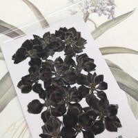 千鳥-黑色-押花花材