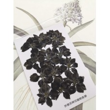 千鳥-黑色-押花花材