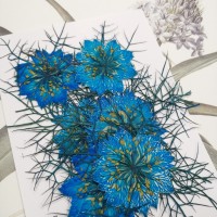 黑種草-湖藍色-押花花材