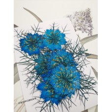 黑種草-湖藍色-押花花材