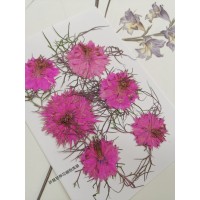 黑種草-粉紅色-押花花材