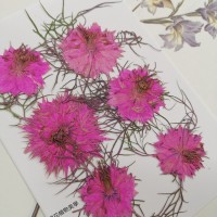 黑種草-粉紅色-押花花材