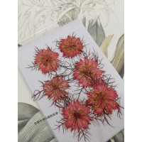 黑種草-淡紅色-押花花材