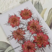 黑種草-淡紅色-押花花材