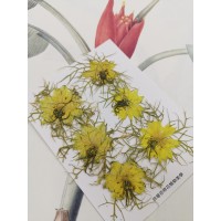 黑種草-黃色-押花花材