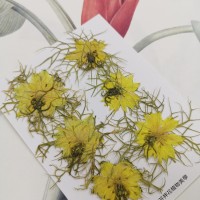 黑種草-黃色-押花花材
