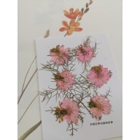 黑種草-淡粉紅色-押花花材