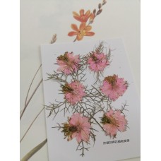 黑種草-淡粉紅色-押花花材