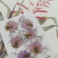 黑種草-紫色-押花花材