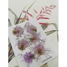 黑種草-紫色-押花花材
