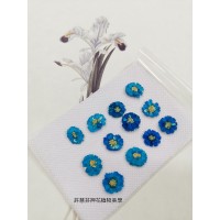 法國小白菊-湖藍色正面-押花花材