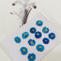 法國小白菊-湖藍色正面-押花花材