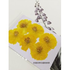 波斯菊-黃色-押花花材