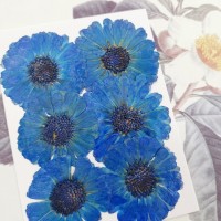 金盞菊-染藍-押花花材
