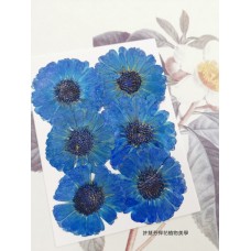 金盞菊-染藍-押花花材