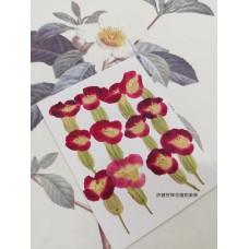 夏堇-原色粉紅色-押花花材