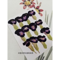 夏堇-原色藍色-押花花材