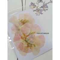古代稀-原色粉-押花花材