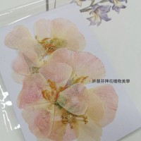 古代稀-原色粉-押花花材