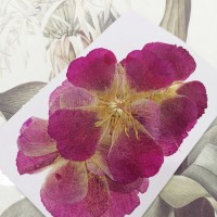 古代稀-原色桃紅-押花花材