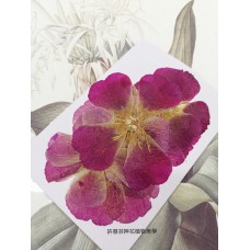 古代稀-原色桃紅-押花花材