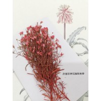 滿天星-細枝紅色-押花花材