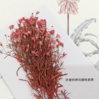 滿天星-細枝紅色-押花花材
